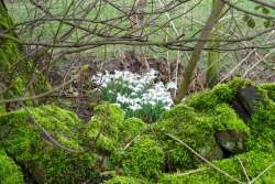 snowdrops